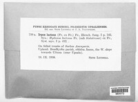 Irpex lacteus image